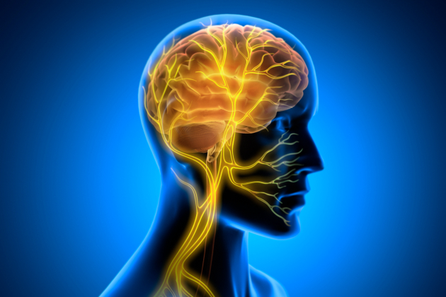 Silhouette of a person highlighting the brain and its nerve endings