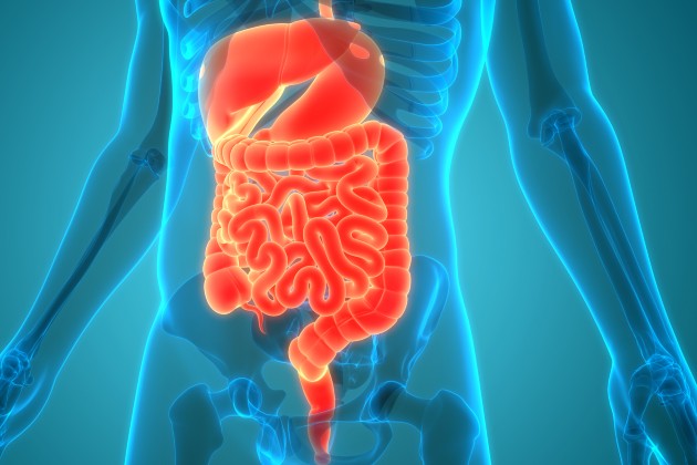 Illustration of the digestive system