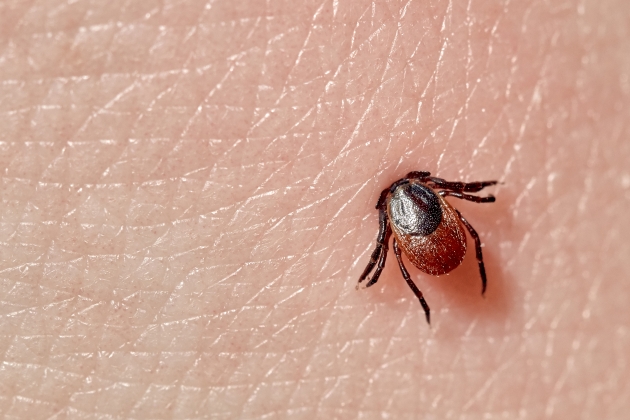 Tick