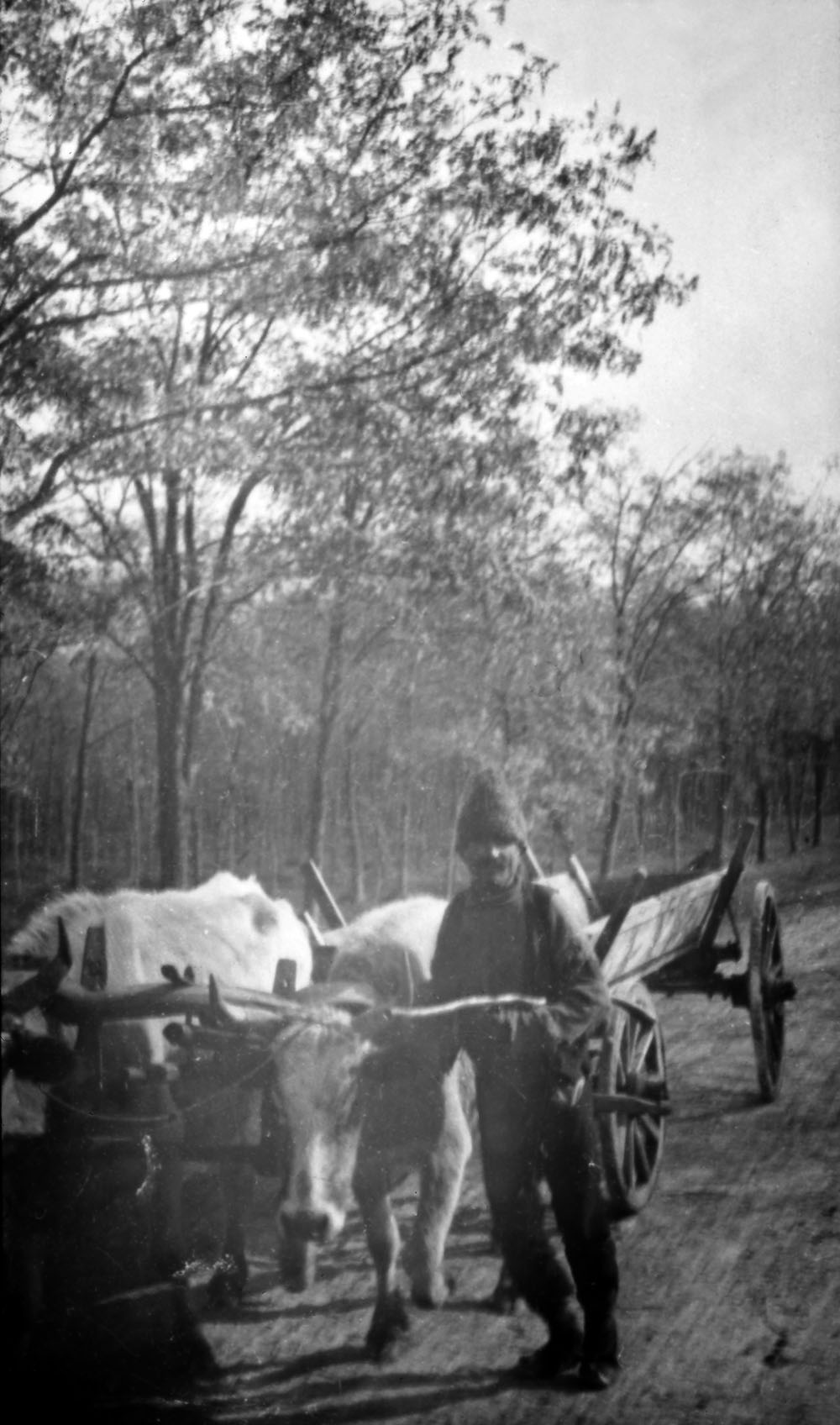 A local man with an oxen and cart, Romania.